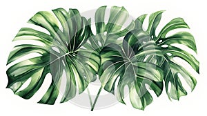 A realistic illustration of lush Monstera deliciosa leaves