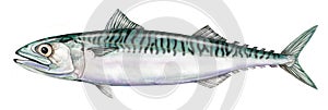 Realistic illustration of mackerel (Scomber scombrus) photo