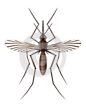 Realistic illustration of a mosquito. ector icon