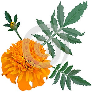 Realistic illustration of orange marigold flower (Tagetes) isolated on white background. One flower, bud and leaves. photo