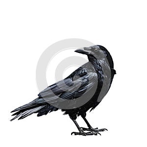 A realistic illustration of a raven standing