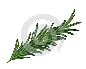 Realistic rosemary leaves - realistic rosemary branch photo