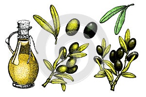 Realistic illustration set of black and green olives branch isolated on green background. Design for olive oil, natural cosmetics