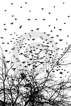 Realistic illustration with silhouettes of three birds - crows or ravens sitting on tree branch without leaves and