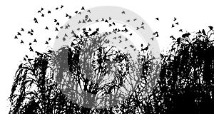 Realistic illustration with silhouettes of three birds - crows or ravens sitting on tree branch without leaves and