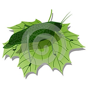 The Katydid Leaf Bug