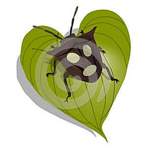 Shield Bug with Man Face