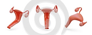 Realistic internal female organs. Woman reproductive system. Vector object in different positions
