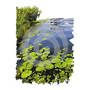 Realistic lake with water lilies or lotus leaves and reed isolated on white background.