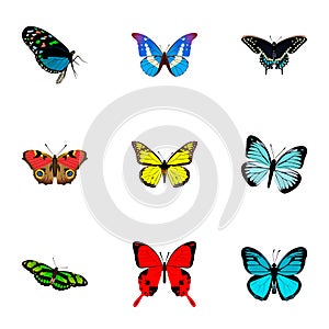 Realistic Lexias, Archippus, Morpho Hecuba And Other Vector Elements. Set Of Butterfly Realistic Symbols