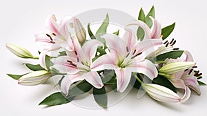 Realistic Lily Photo With Delicate Pink Lilies On White Background photo