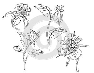 Realistic line art, flowers, forest plants, coloring book