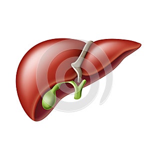 Realistic liver anatomy structure. Hepatic system , digestive gallbladder organ.