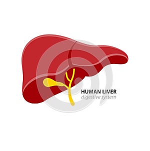 Realista hígado estructura. sistema el organo digestivo vesícula biliar el organo. hombre hígado médico 