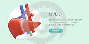 Realistic liver with veins, arteries and gall bladder. Color illustration in cartoon style