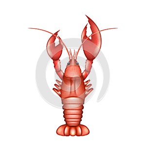 Realistic lobster. Sea aquatic animal with claws. Crawfish langouste raw, boiled, seafood ingredient