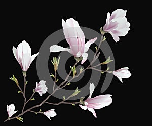 Realistic Magnolia flower isolated on black background. Magnolia branch - a symbol of spring, summer, feminine charm, femininity