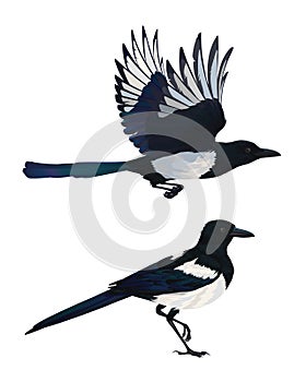 Realistic magpie flying and sitting. Colorful vector illustration of intelligent bird Eurasian Magpie in hand drawn