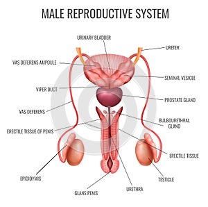 Realistic Male Reproductive System