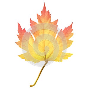 Realistic maple leaf isolated on white background