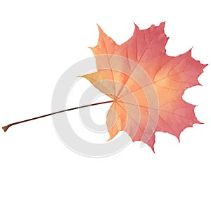 Realistic maple leaf isolated on white background