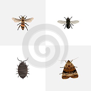 Realistic Midge, Butterfly, Wasp And Other Vector Elements. Set Of Bug Realistic Symbols Also Includes Housefly