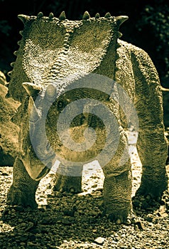 Realistic model of dinosaur - Chasmosaurus