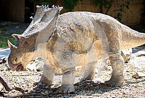 Realistic model of dinosaur - Chasmosaurus