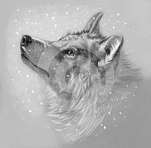 Realistic monochrome drawing of a wolf head. Pencil drawing on paper