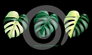 realistic of Monstera Deliciosa plant leaf from tropical forests green and yellow spotted collection on black