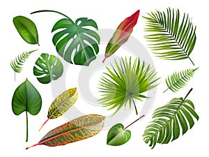 Realistic monstera. Tropical jungle leaves plants, croton plant large leaf exotic island palm tree botanical elements