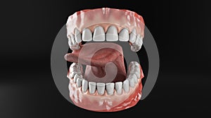 Realistic mouth with gums teeth and tongue 4k animation