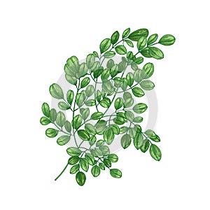 Realistic natural drawing of Miracle Tree or Moringa oleifera. Exotic herbaceous plant used in herbalism isolated on photo
