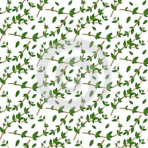 Realistic natural seamless pattern with evergreen herb. Thyme branch and leaves on white background. Flora style. Vector illustra