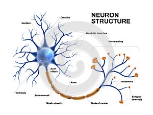 Realistic Neuron Anatomy