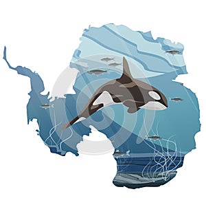 Realistic Northern underwater landscape. A large killer whale emerges from cold water. Vector illustration in the form of a map