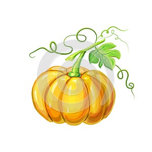 Realistic Orange big ripe pumpkin with stem, green leaves and curly tendrils isolated on white. beautiful hand drawn
