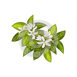 Realistic orange flowering branch,neroli flowers.Labels of Cosmetic Skin Care Product Design . Vector illustration