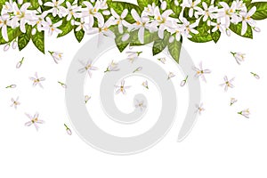 Realistic orange flowering branch,neroli flowers.Labels of Cosmetic Skin Care Product Design . Vector illustration