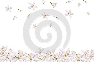 Realistic orange flowering branch,neroli flowers.Labels of Cosmetic Skin Care Product Design . Vector illustration