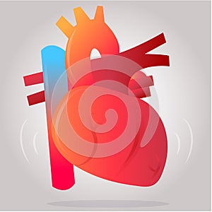 Realistic Organ Heart vector