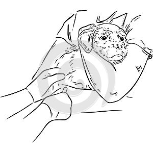 Realistic painted dog being injected sketch vector illustration