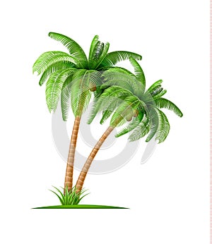 Realistic palm tree with coconuts Vector 3d exotic