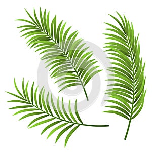 Realistic palm tree leaf illustration set, isolated on white