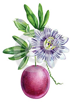 Realistic Passion fruit, leaves, flower on white background. Tropical fruit close up. Watercolor botanical illustration