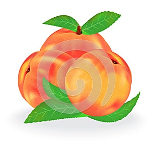 Realistic peach vector