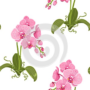 Realistic phalaenopsis moth orchid floral pattern