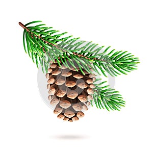 Realistic pine cone at fir tree branch