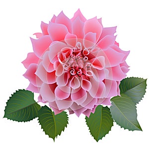 Realistic pink chrysanthemum flower with four leaves.