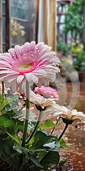 Realistic Pink Gerbera Daisy In A Pot On A Rainy Day